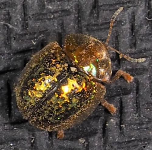 Agroiconota judaica